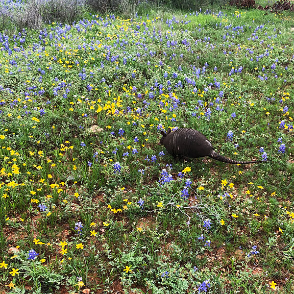 Photo - Armadillo in wildflowers