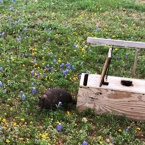 Photo - Armadillo in wildflowers