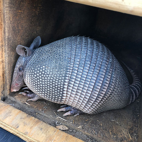 Photo - Nine banded armadillo resting comfortably inside a trap