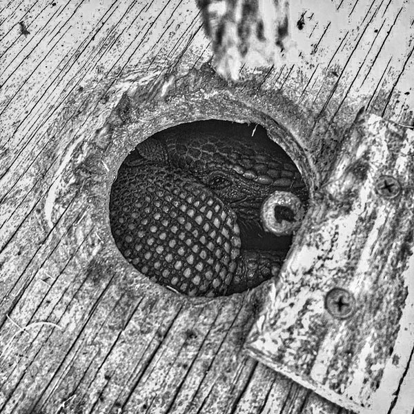 Armadillo peering out of trap