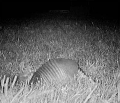 Photo - Armadillo digging in turtle nest