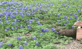 Animation: Armadillo running from trap through a patch of wildflowers
