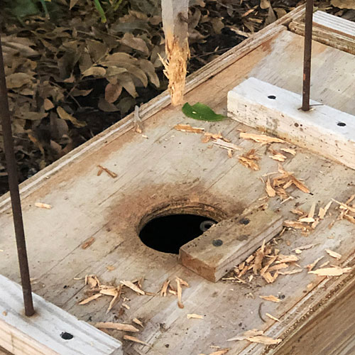 Photo - Armadillo trap showing evidence of chewing by skunk