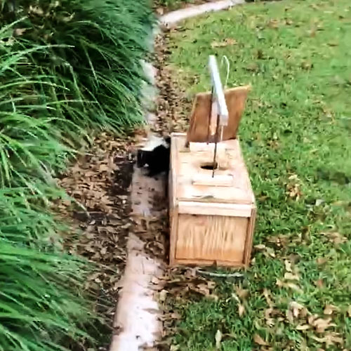 Photo - skunk emerging from armadillo trap