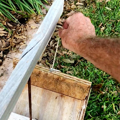 Photo - Opening the door of the armadillo trap