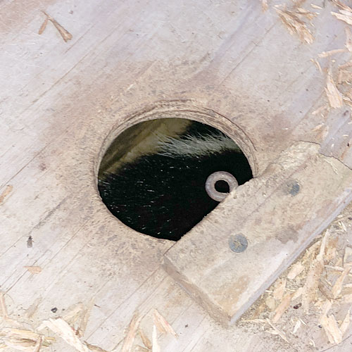 Photo - Armadillo trap with skunk inside