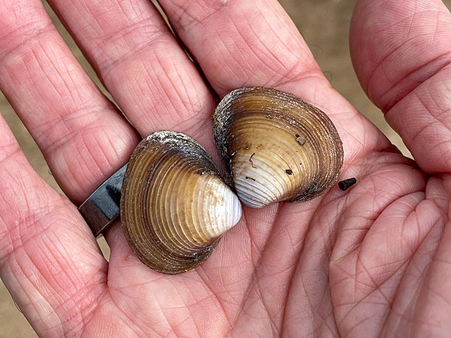 Photo: Asian clam shells found in Pecan Creek, Horseshoe Bay, Texas