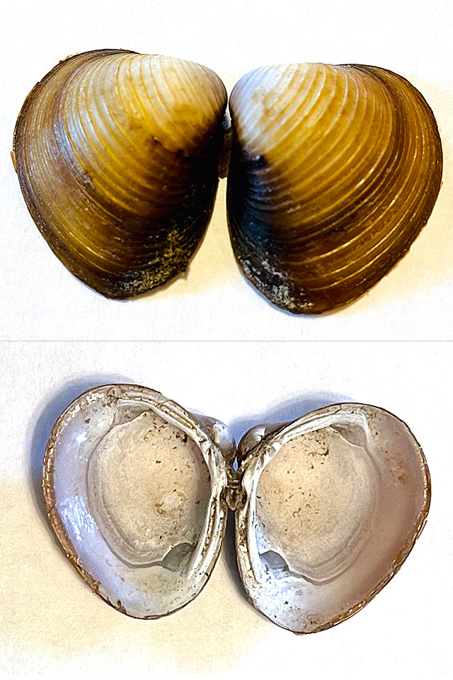 Photo: Asian clam shells found in Pecan Creek, Horseshoe Bay, Texas