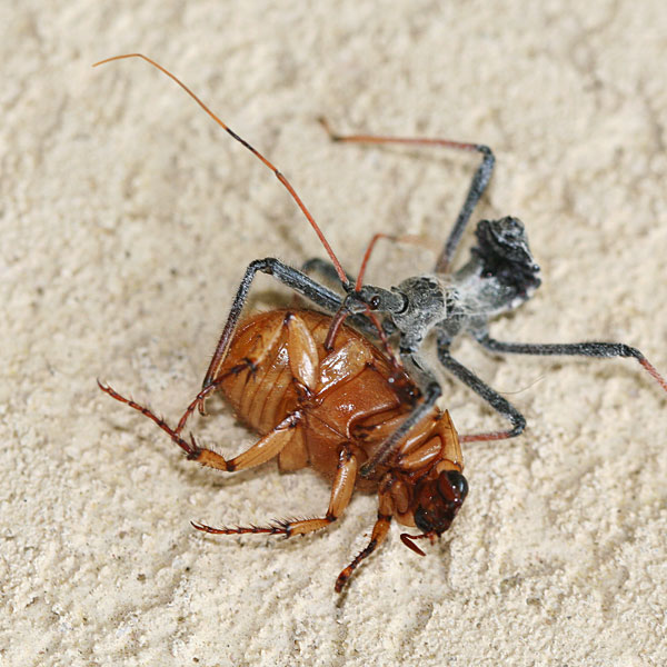 Photo - Assassin bug sucking the life out of a beetle