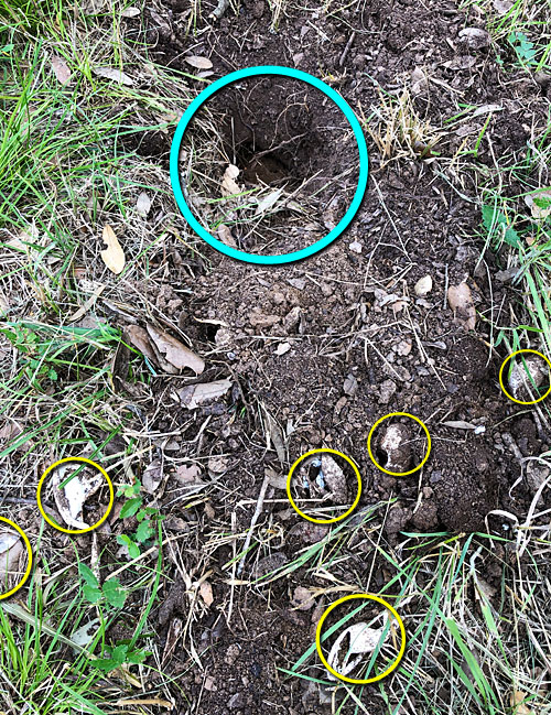 Photo - Ravaged turtle nest