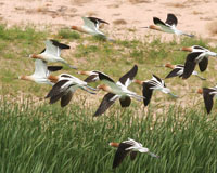 Photo - Flying Avocets