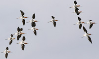 Photo - Flying Avocets