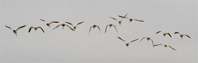 Photo - Flying Avocets