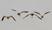 Photo - Flying Avocets
