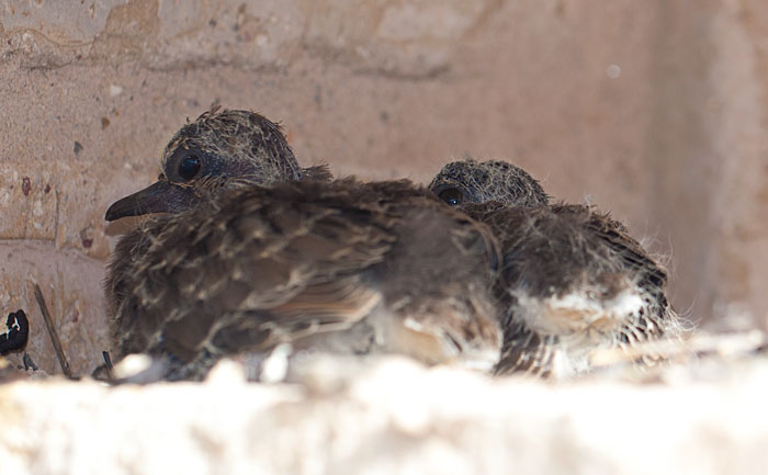 Two baby doves in nest