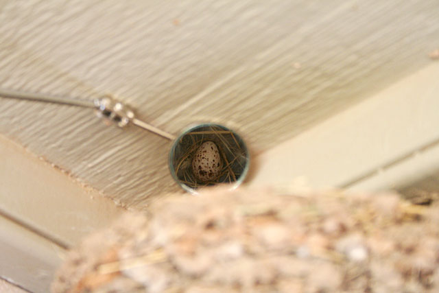 Photo of barn swallow egg reflected in mirror