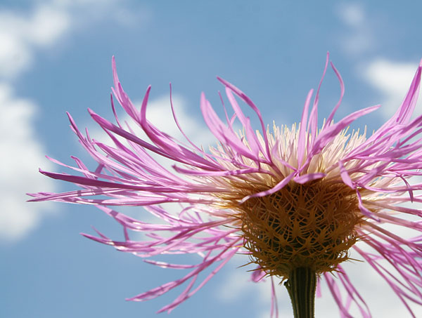 Photo - American Basket Flower set against blue sky and clouds