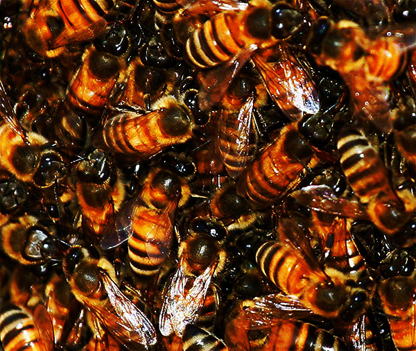 Photo - Bee swarm