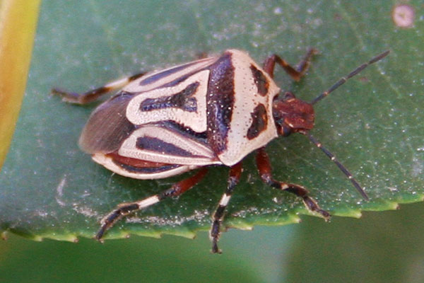 Photo of shield bug