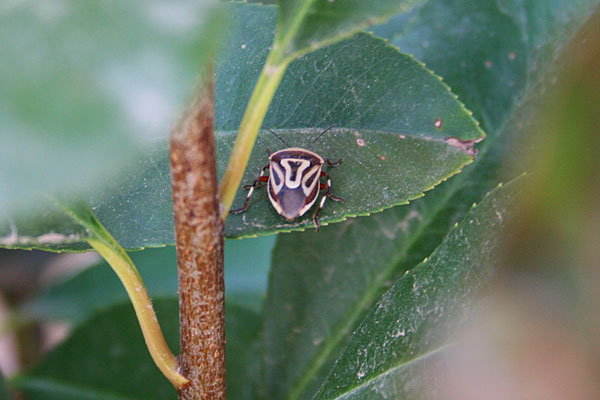 Photo of shield bug