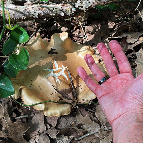 Photo - big fungus