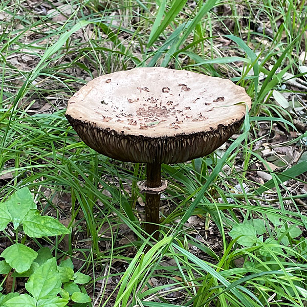 Photo - big mushroom