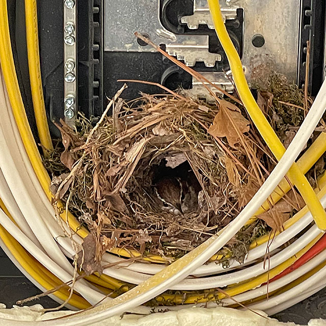 Photo: Bird in nest built inside an electrical panel
