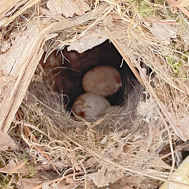 Photo: Bird's eggs in nest built inside an electrical panel