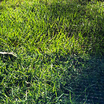 Photo - bird netting covering a section of lawn