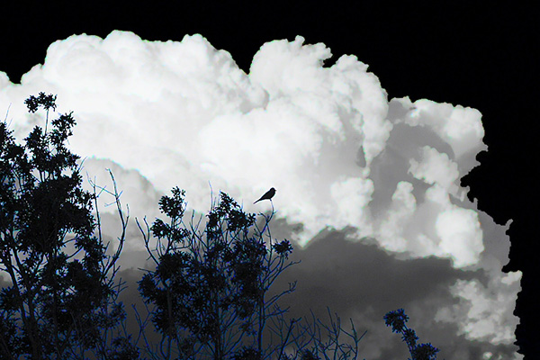 Photo - White thunderhead and black bird