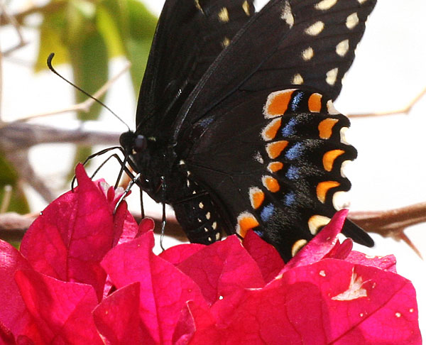 Photo - Black swallowtail butterfly and bougainvillea - Midland, T
exas - 2009