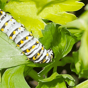 Animation: caterpillar eating parsley