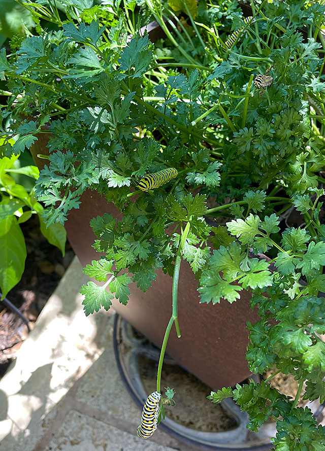 Photo: Black Swallowtail caterpillars on parsley plants