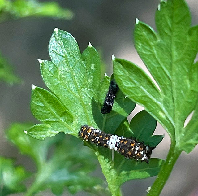 Photo: Black Swallowtail caterpillars on parsley plants