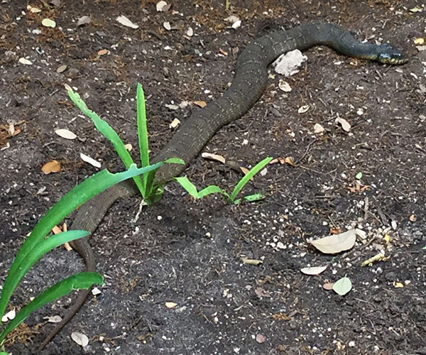 Blotched Water Snake (in our courtyard)
