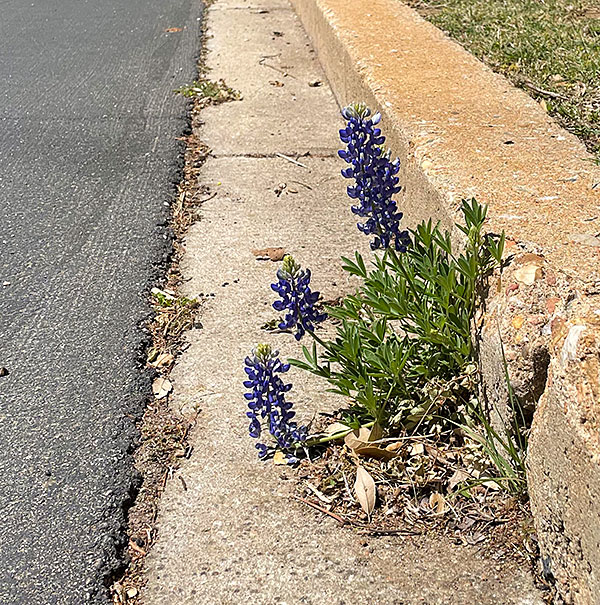 Photo: Bluebonnets growing out of a crack in the street