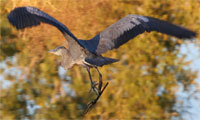 Great Blue Heron