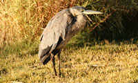 Great Blue Heron