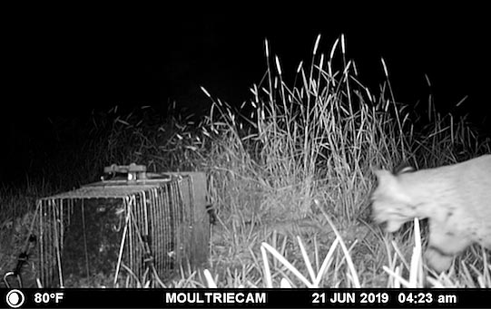 Photo - Bobcat at night