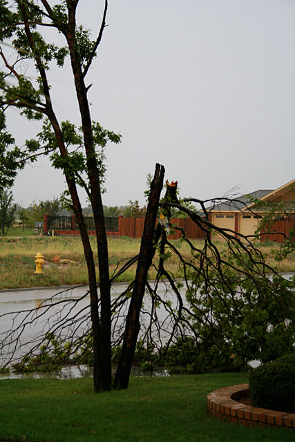 Photo - Red oak tree broken by the wind