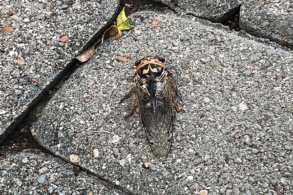 Photo - Brown cicada