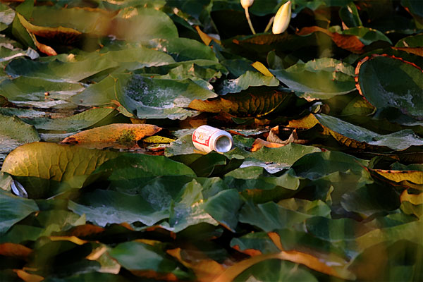 Photo - Budweiser can lying on lily pad