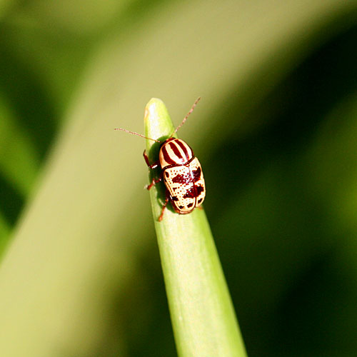 Photo of a bug