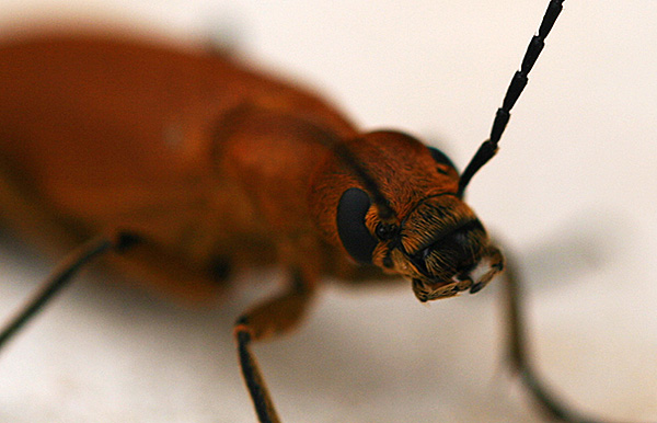 Photo - Face of a brown bug