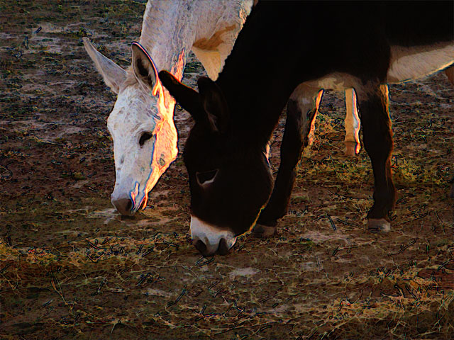Stylized photo of two burros, one white and one black