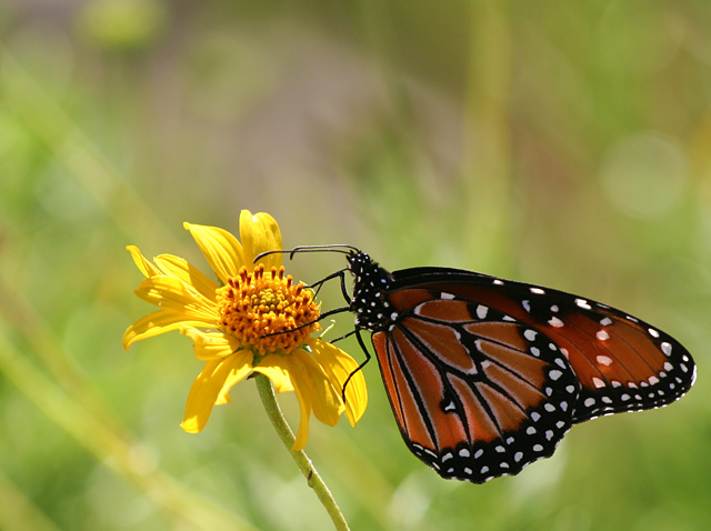 Photo - butterfly on yellow flower