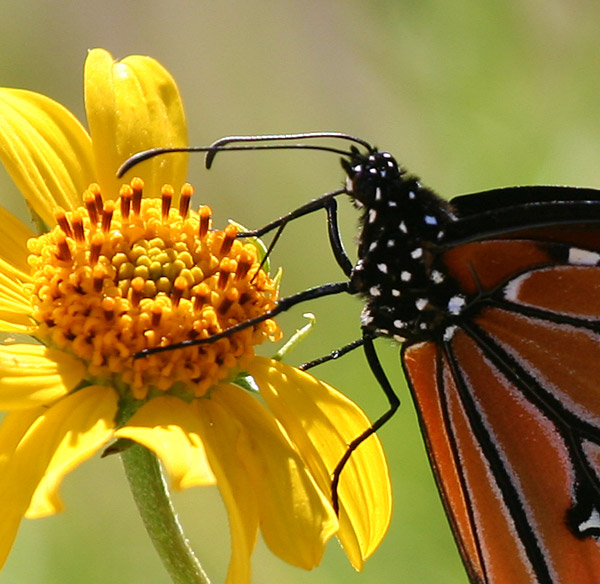 Photo - butterfly on yellow flower