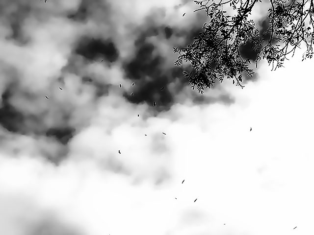 Grayscale photo:  A group of flying buzzards in a partly cloudy sky