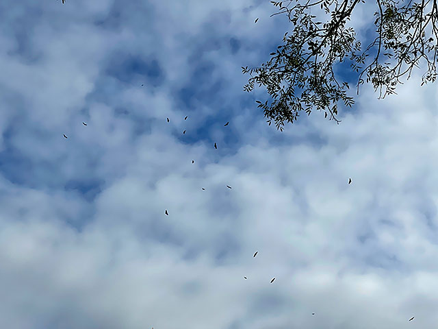 Color photo: A group of flying buzzards in a partly cloudy sky