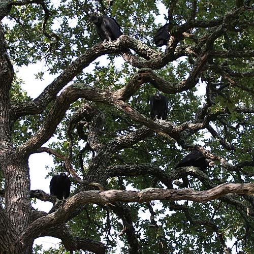 Photo - Four buzzards in a live oak tree